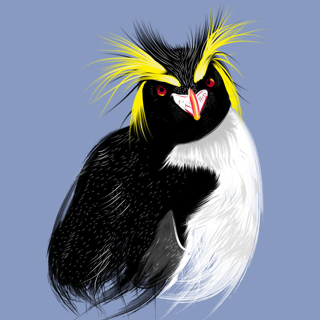 Loose brushstroke illustration of rockhopper penguin