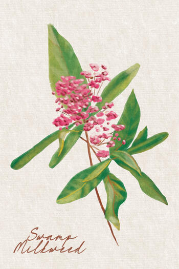 botanical illustration done in a painterly style of a pink milkweed bloom on stem with leaves
