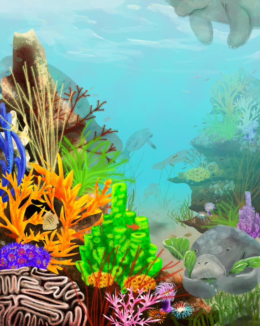 Manatees, or "mermaids", in the brightly colored coral reef snacking on sea lettuce as they go.