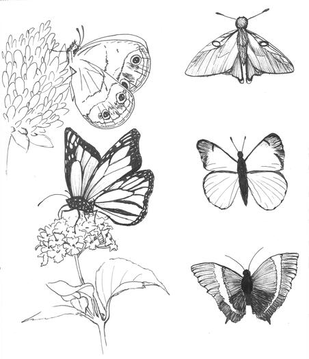 Pen &amp; Ink Butterfly Botanicals