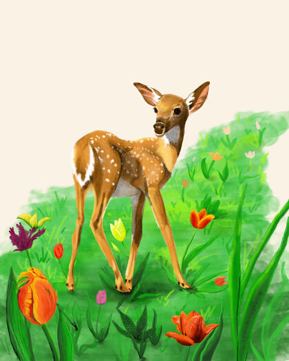 A young fawn looking back as it walks down a meadow trail of tulips in bloom on a warm, sunny spring day.